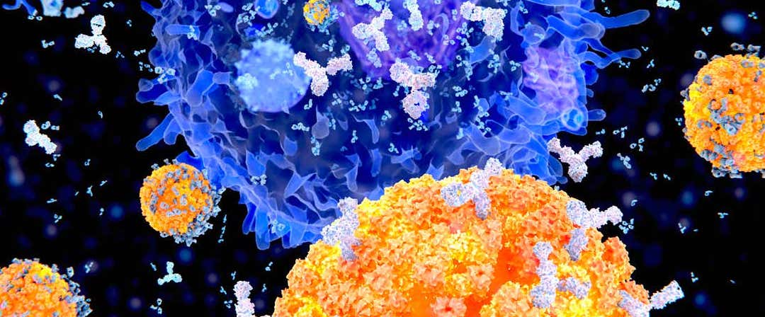 Assessment of antibody-mediated protection against βHPV in mice passively transferred with human sera