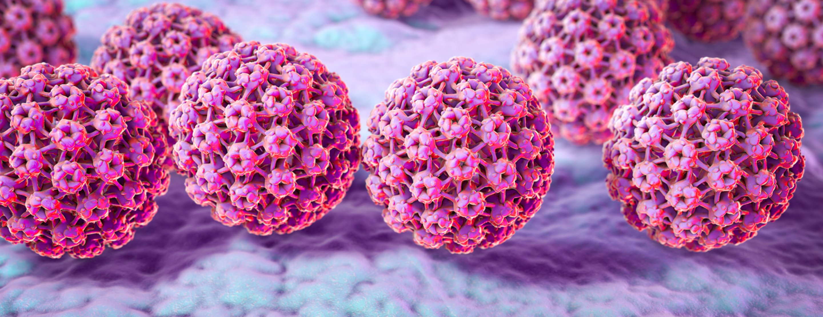 Assessment of protection from Beta HPV infections upon multimer vaccination in Epidermodysplasia verruciformis and wild type mouse models
